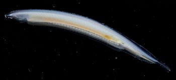 Media type: image;   Invertebrate Zoology 74259